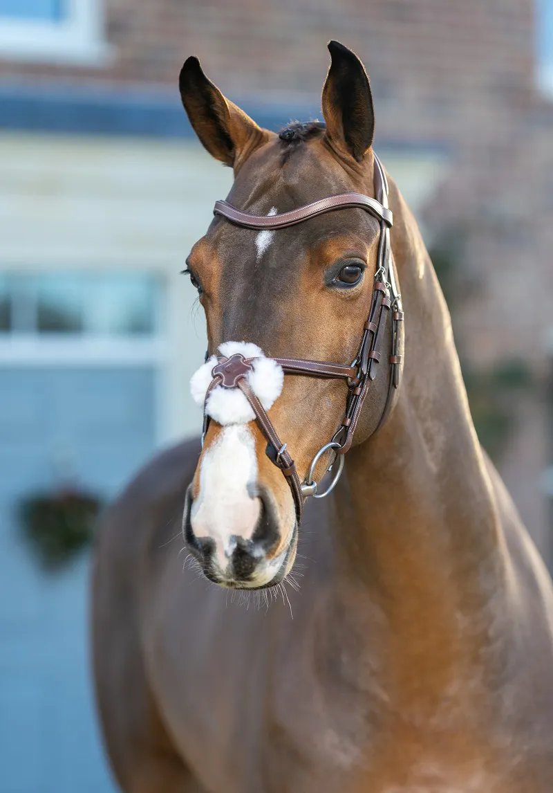 LeMieux Arika Grackle Bridle in Havana and Silver